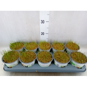 Hordeum sp.   ...kattegras zaai