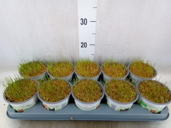 <h4>Hordeum sp.   ...kattegras zaai</h4>