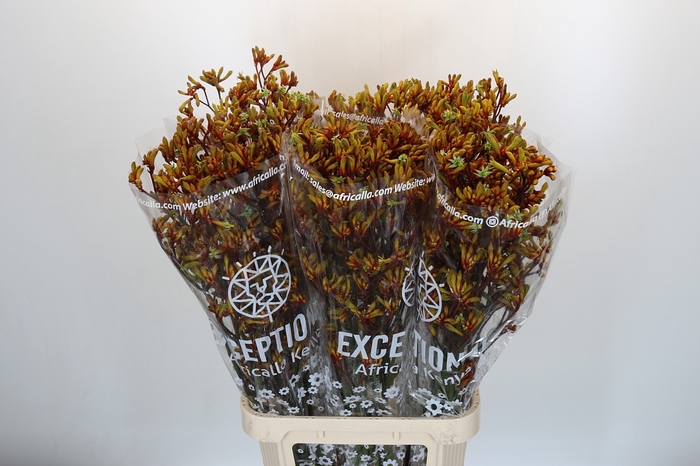 <h4>Anigozanthos Gold Fever</h4>