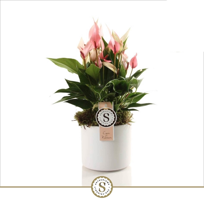 <h4>Bari Keramiek White - Lilli 12cm</h4>