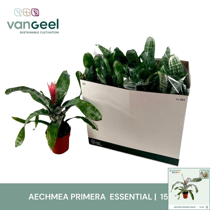 <h4>AECH FAS PRIMERA</h4>