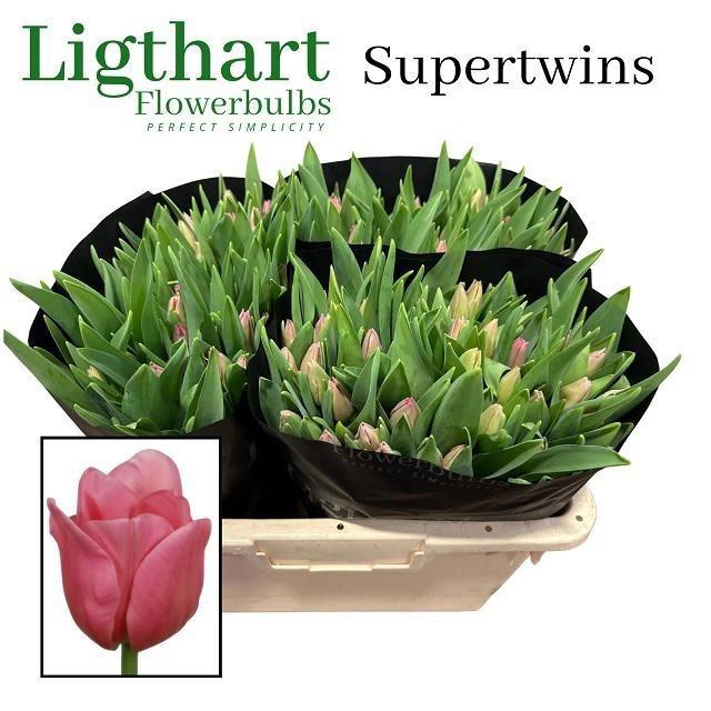 <h4>Tu En Supertwins</h4>