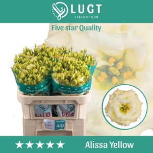 Lisianthus Alissa Yellow