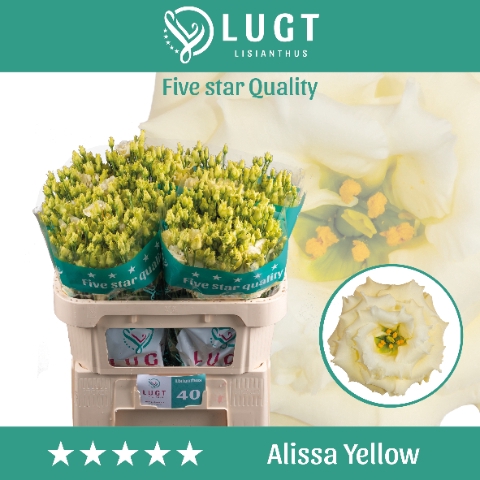 <h4>Lisianthus Alissa Yellow</h4>