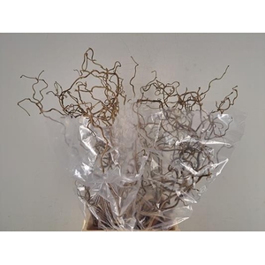 Corylus (2-jarig)