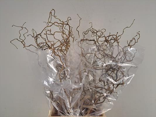 Corylus (2-jarig)