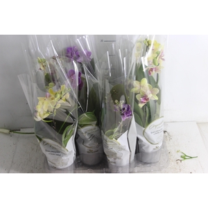 PHALAENOPSIS MINI P09