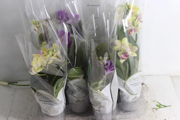 <h4>PHALAENOPSIS MINI P09</h4>