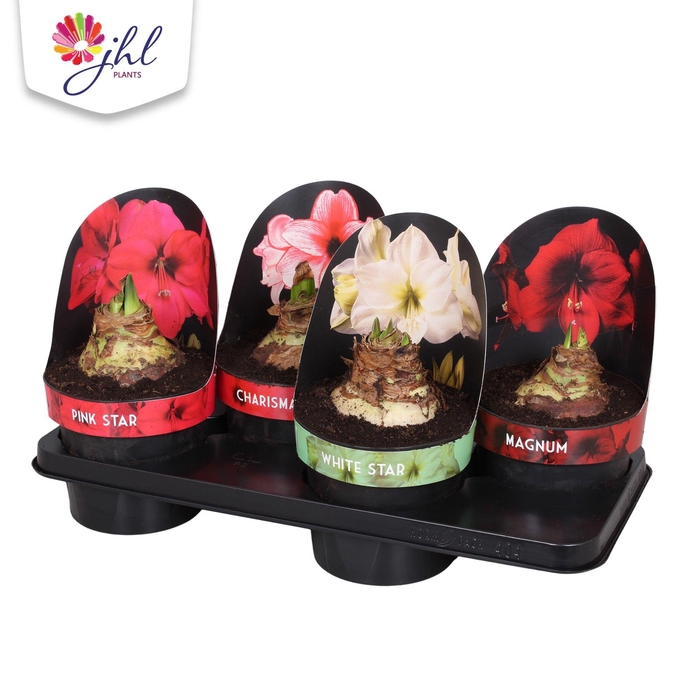 <h4>Amaryllis Mix</h4>