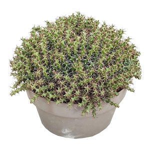 EUPHORBIA LENEWTONII - POT Ø 30 (SUCCULENTEN)