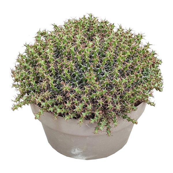 <h4>EUPHORBIA LENEWTONII - POT Ø 30 (SUCCULENTEN)</h4>