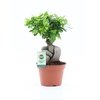 Ficus Ginseng