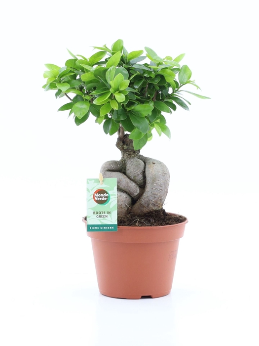 <h4>Ficus Ginseng</h4>