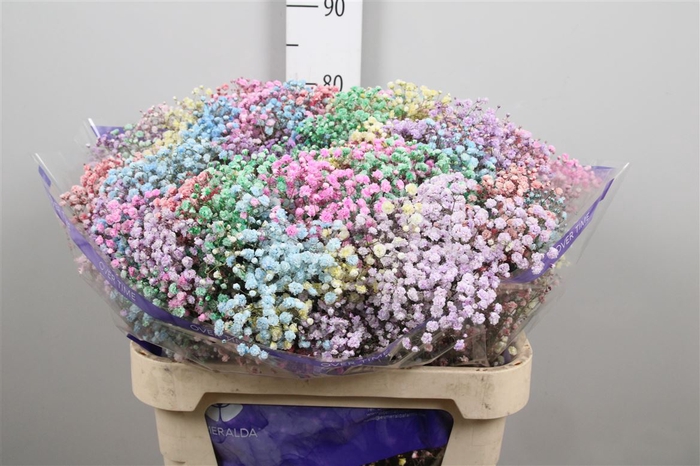 <h4>Gyps Rainbow Mixed In Bunch (box)</h4>