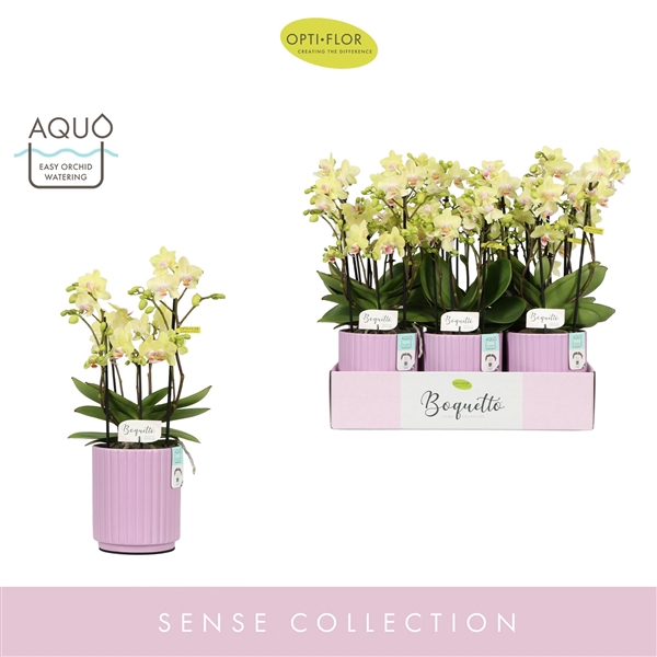 <h4>Boquetto Sensation 3-5 spike in Molise Lilac Aquo</h4>