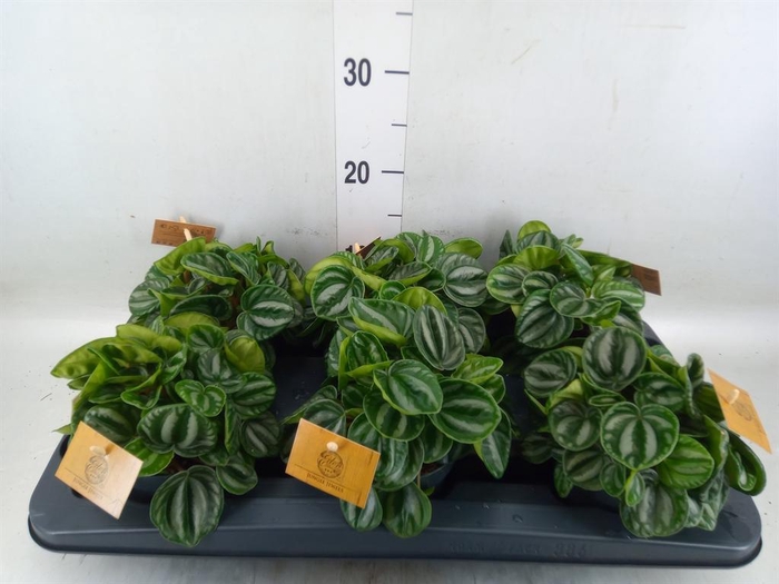 <h4>Peperomia</h4>