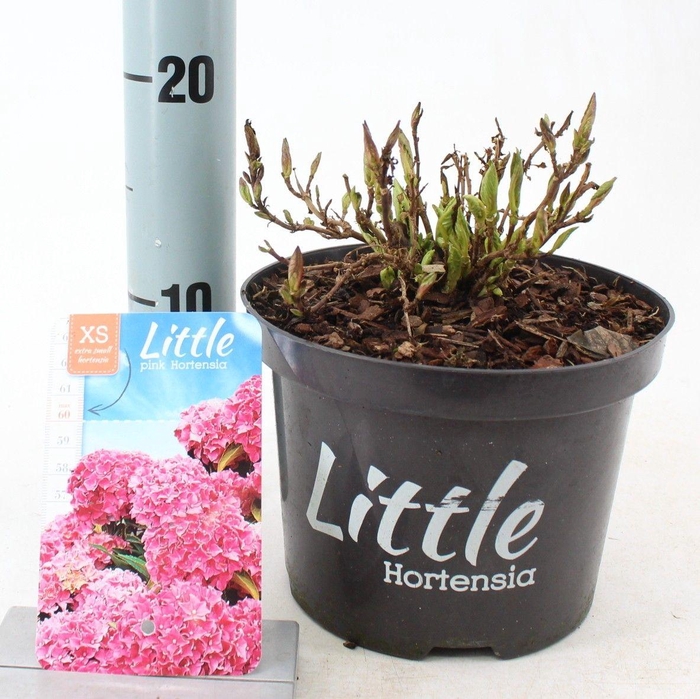 <h4>Hydrangea macr. 'Little Pink' ® (Little XS)</h4>
