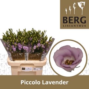 Lisianthus Piccolo Lavender