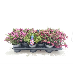 Gaultheria mucronata Mixtray met man