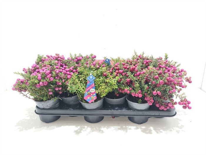<h4>Gaultheria mucronata Mixtray met man</h4>