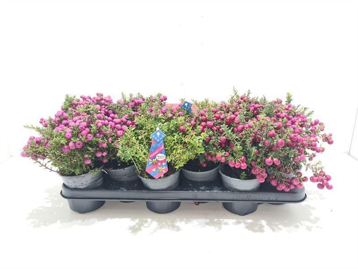 <h4>Gaultheria mucronata Mixtray met man</h4>