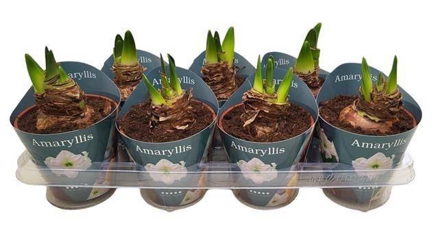 Hipp Ov White In Potcover