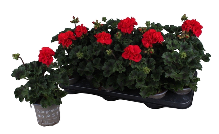 <h4>Pelargonium Zonale rood</h4>