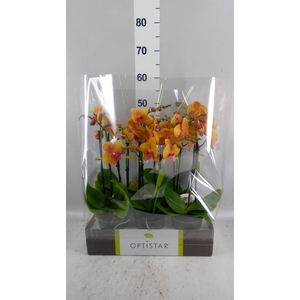 Phalaenopsis   ...orange