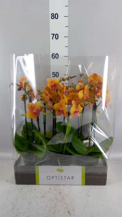 <h4>Phalaenopsis   ...orange</h4>