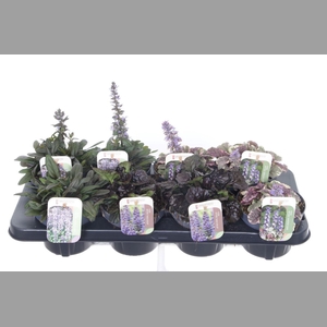 AJUGA REPT