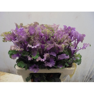 BRASS CRANE RUFFLE RED