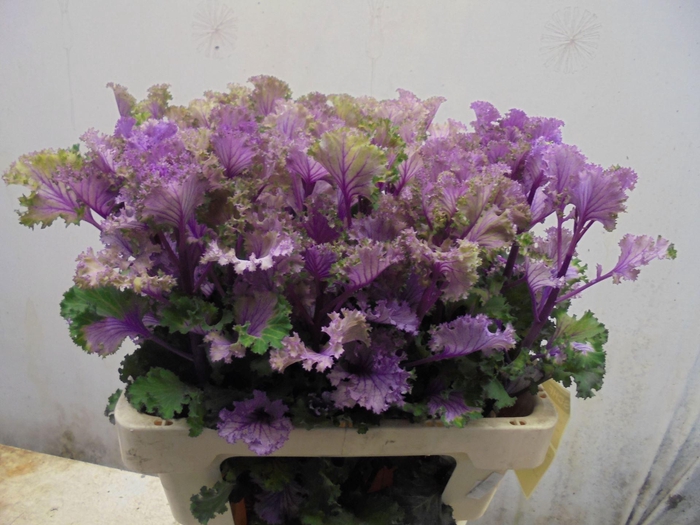 <h4>BRASS CRANE RUFFLE RED</h4>