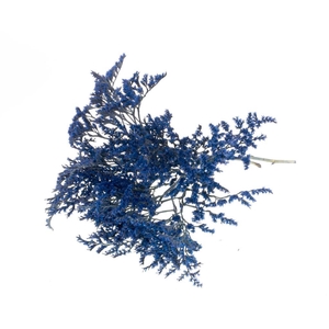 Statice Tatarica Kg Dark Blue