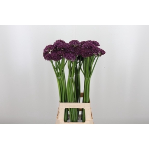 Allium Firmament