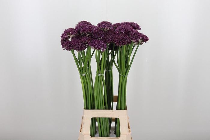 <h4>Allium Firmament</h4>