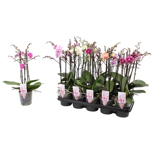 Phal. Multiflora 3-tak mix 30+ bloem