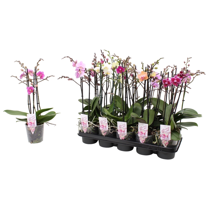 <h4>Phal. Multiflora 3-tak mix 30+ bloem</h4>