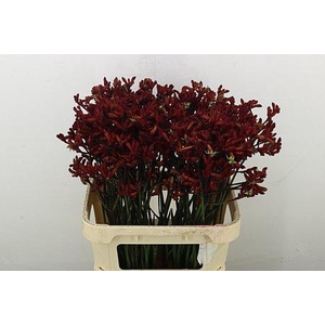 ANIGOZ RED VELVET
