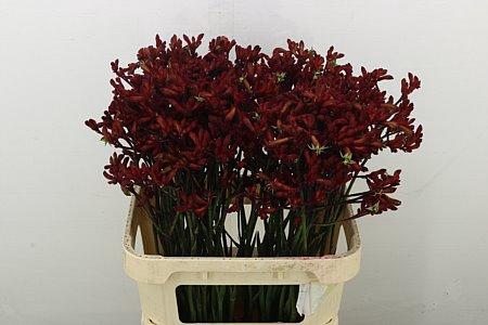 <h4>ANIGOZ RED VELVET</h4>