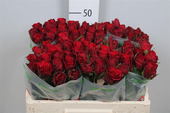 <h4>R Gr Upper Class</h4>