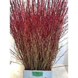 Cornus Sa Winter Beauty