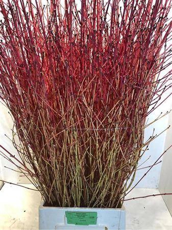 <h4>Cornus Sa Winter Beauty</h4>