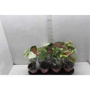 CALADIUM VARIADO P15