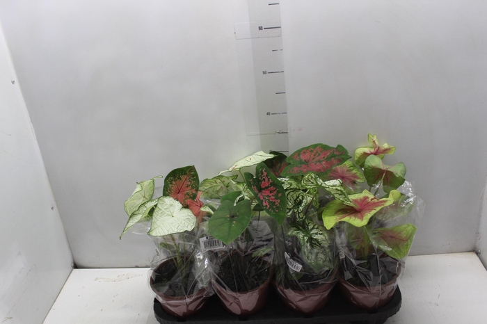 <h4>CALADIUM VARIADO P15</h4>