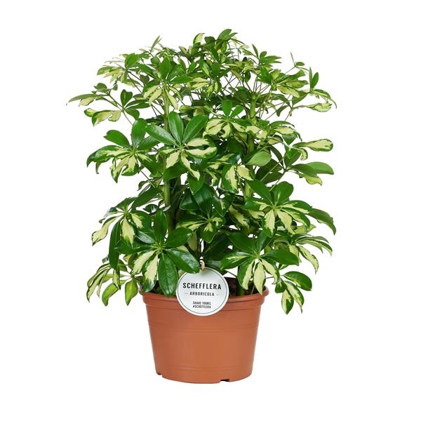 <h4>Schefflera arboricola 'Gerda'</h4>