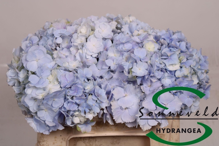 <h4>HYDR M CH VERENA BL</h4>