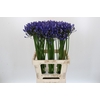 Agapanthus Uri