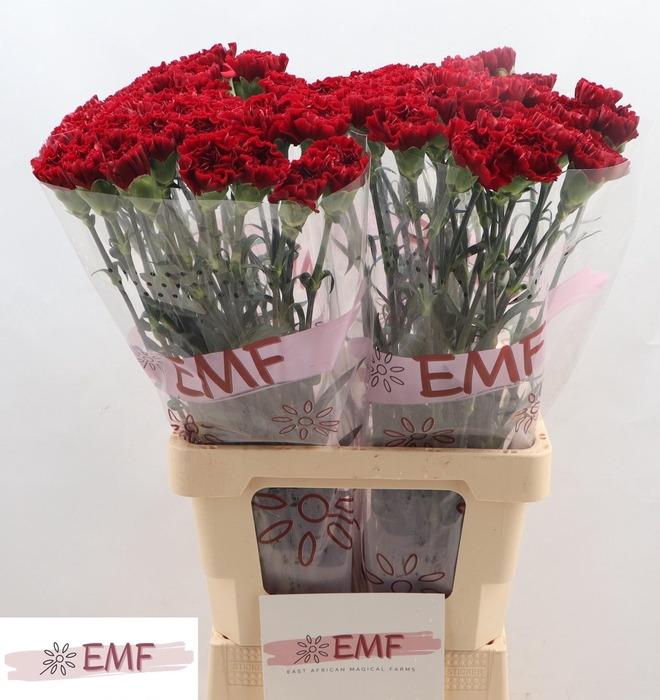 <h4>DI ST ZURIGO</h4>