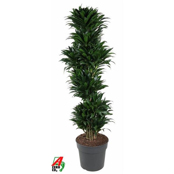 <h4>Dracaena fra Compacta Grp 'Compacta'</h4>