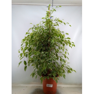 Ficus benja. 'Golden King'